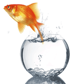 Goldfish vs Piranha and your Limiting Beliefs